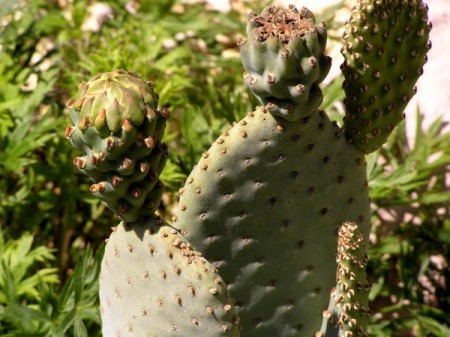 Opuntia basilaris Engelmann et Bigelow, Proc. Amer. Acad., 3: 298, 1857